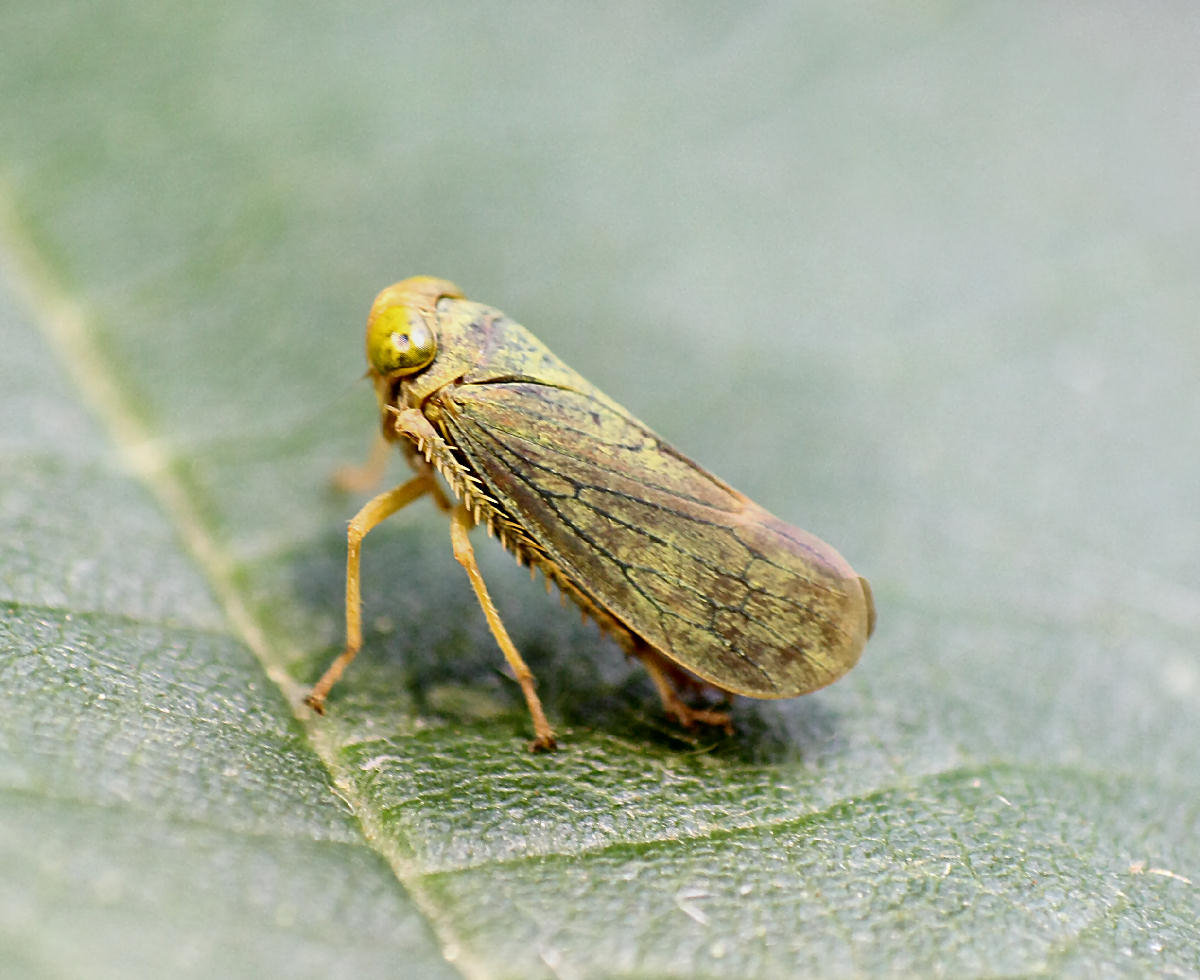 Cicadellidae: Jikradia olitoria della Lombardia